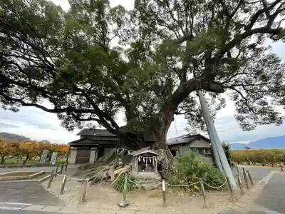 隠家の森の自然