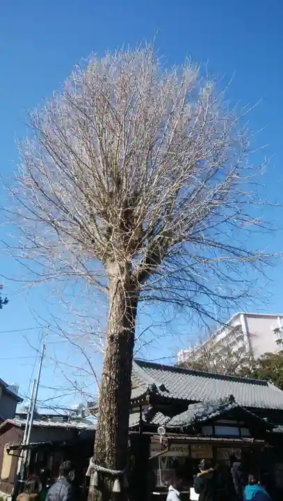 菊田神社の自然