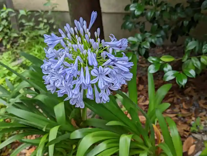行願寺(革堂)(京都府)