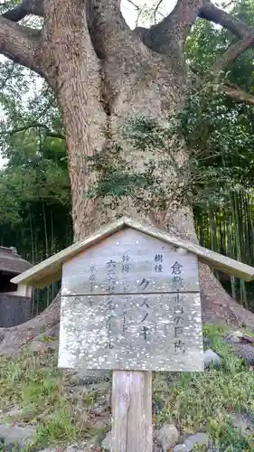 岩椿神社の自然