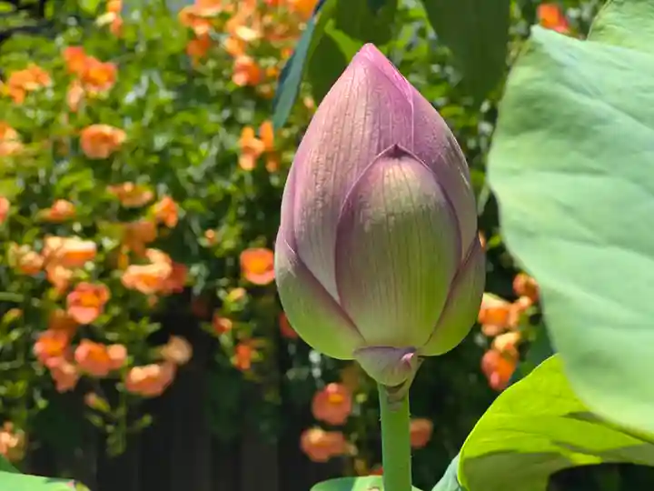 恵林寺(山梨県)