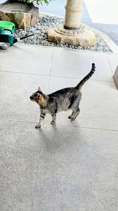 白金氷川神社の動物