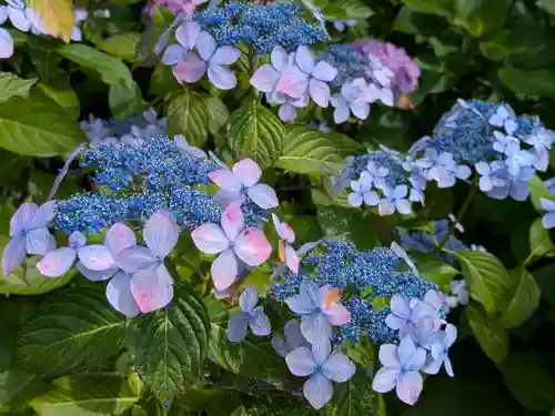 本土寺(千葉県)