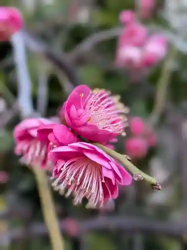 成子天神社(東京都)