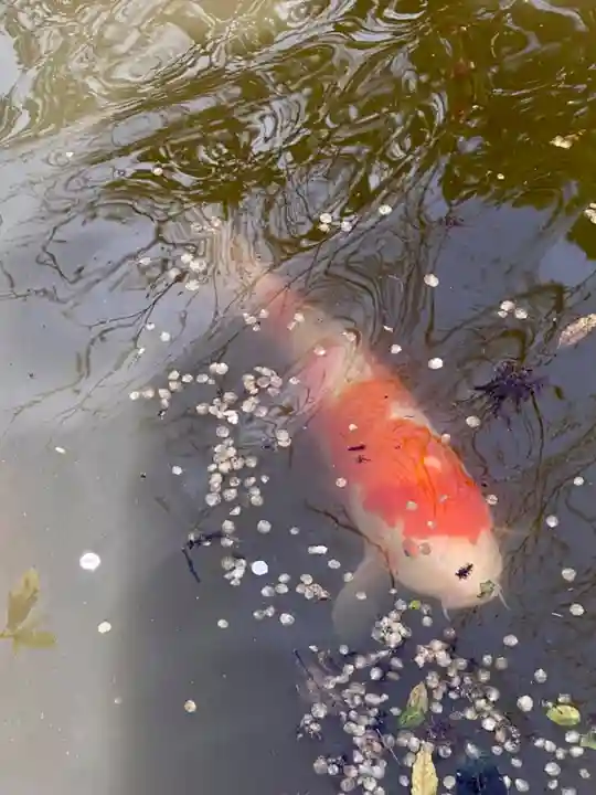岩屋寺(京都府)