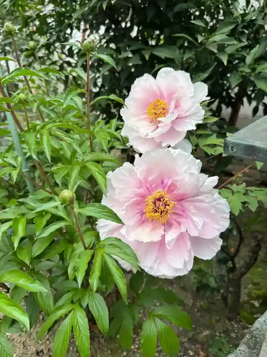 御霊神社の{uncategorized: "未分類", other: "その他", undefined: "問題あり", building: "その他建物", grave: "お墓", sacred_gate: "鳥居", guardian: "狛犬", statue: "像", buddha: "仏像", history: "歴史", nature: "自然", garden: "庭園", animal: "動物", pagoda: "塔", temizu: "手水舎", mountain_gate: "山門・神門", sanctuary: "本殿・本堂", subordinate: "末社・摂社", art: "芸術", scenery: "景色", jizo: "地蔵", ema: "絵馬", goshuin: "御朱印", omikuji: "おみくじ", items: "授与品その他", amulet: "お守り", goshuincho: "御朱印帳", eats: "食事", festival: "お祭り", votive_dance: "神楽", shichigosan: "七五三参", wedding: "結婚式", experience: "体験その他", initially: "初詣", around: "周辺", anti_infection: "感染症対策"}