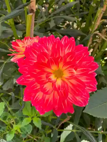 上野東照宮の自然