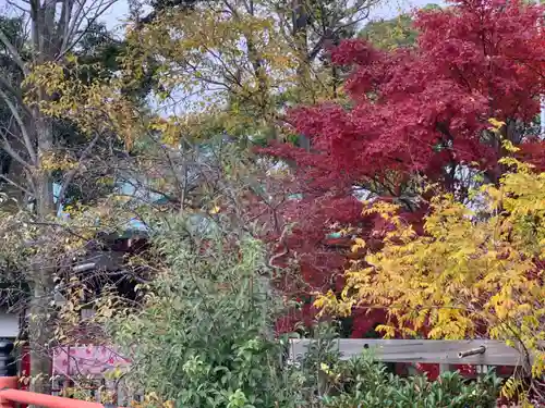多摩川浅間神社の自然