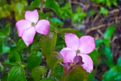 尻岸内八幡神社(北海道)