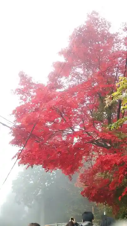武蔵御嶽神社の自然