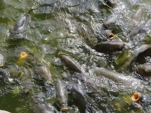 大瀬神社の動物