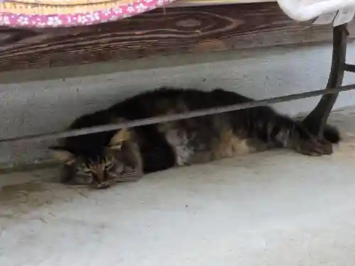 御誕生寺（猫寺）(福井県)