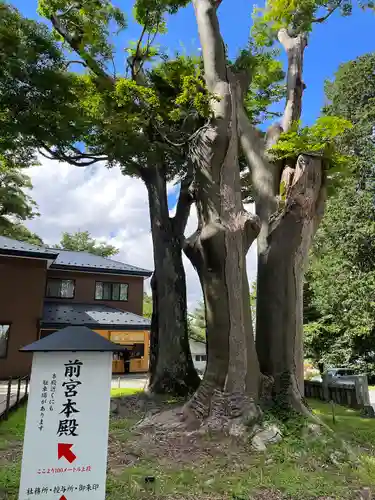 諏訪大社上社前宮の自然