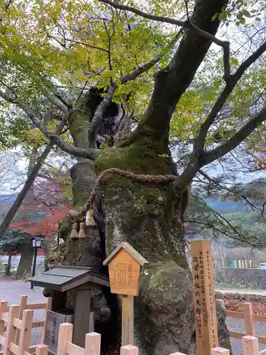 彌榮神社の自然