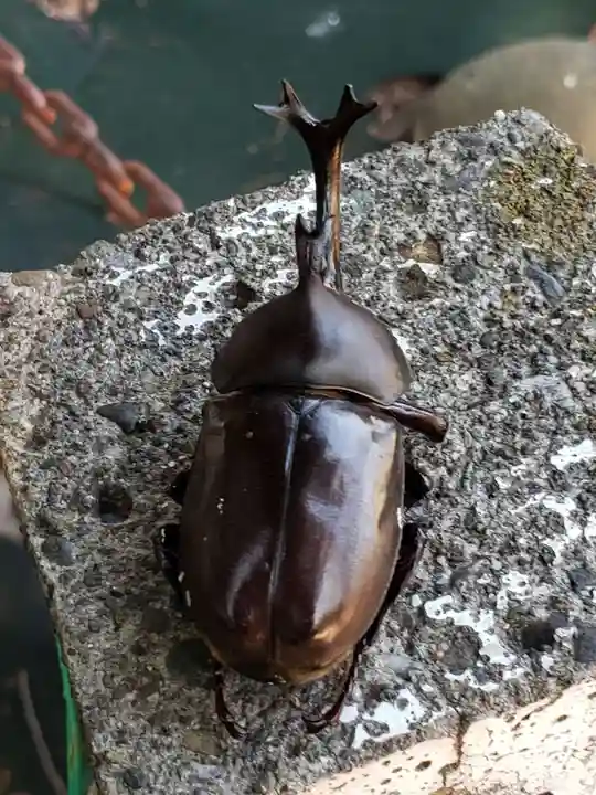 深見神社の動物