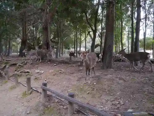 春日大社の動物