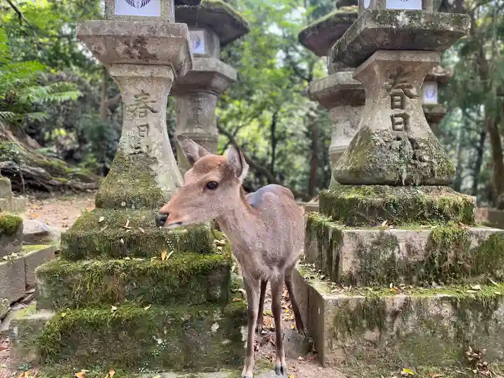 春日大社の動物