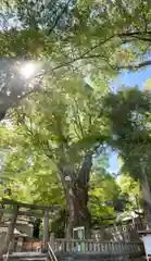 五所神社の鳥居