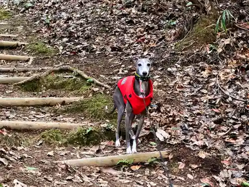 小野住吉神社(兵庫県)
