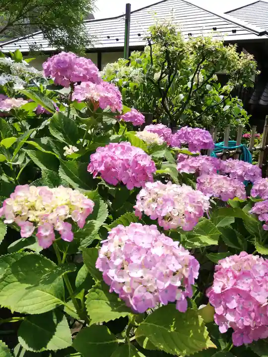 白山神社の自然