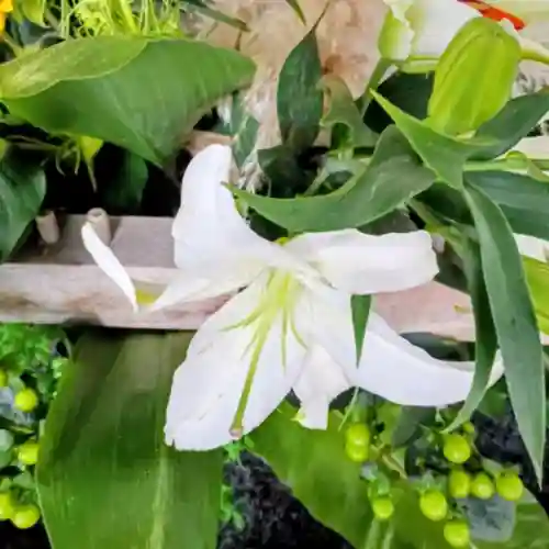 彌彦神社　(伊夜日子神社)(北海道)
