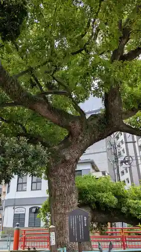 天津神社の自然
