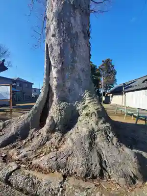 東箭神社の自然