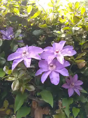 由加神社（和気由加神社）の自然