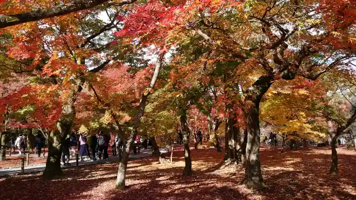 東福禅寺(東福寺)の{uncategorized: "未分類", other: "その他", undefined: "問題あり", building: "その他建物", grave: "お墓", sacred_gate: "鳥居", guardian: "狛犬", statue: "像", buddha: "仏像", history: "歴史", nature: "自然", garden: "庭園", animal: "動物", pagoda: "塔", temizu: "手水舎", mountain_gate: "山門・神門", sanctuary: "本殿・本堂", subordinate: "末社・摂社", art: "芸術", scenery: "景色", jizo: "地蔵", ema: "絵馬", goshuin: "御朱印", omikuji: "おみくじ", items: "授与品その他", amulet: "お守り", goshuincho: "御朱印帳", eats: "食事", festival: "お祭り", votive_dance: "神楽", shichigosan: "七五三参", wedding: "結婚式", experience: "体験その他", initially: "初詣", around: "周辺", anti_infection: "感染症対策"}