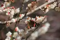 鹿島大神宮の動物