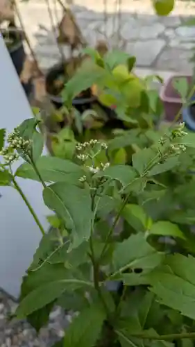 行願寺（革堂）(京都府)