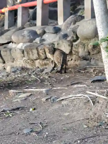 片貝神社の動物