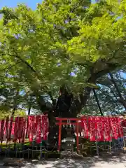 秩父今宮神社(埼玉県)