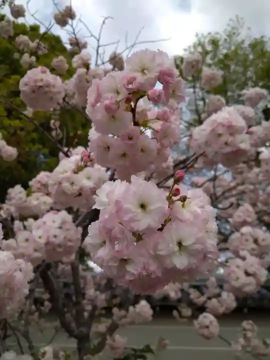 仁和寺(京都府)