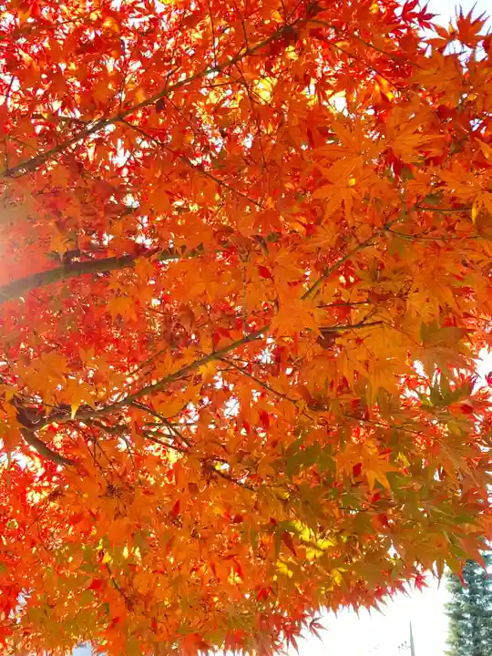 柏諏訪神社の自然