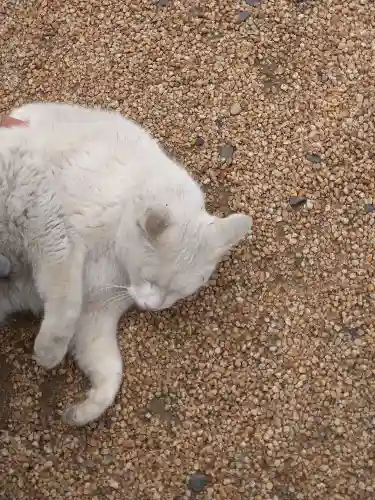 羽黒神社の動物
