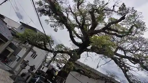 櫟谷七野神社(京都府)