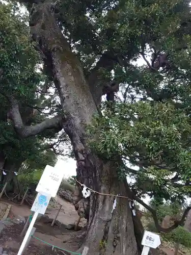 九重神社の自然