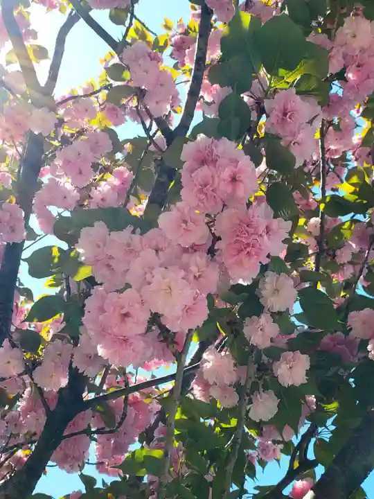 久富稲荷神社(東京都)