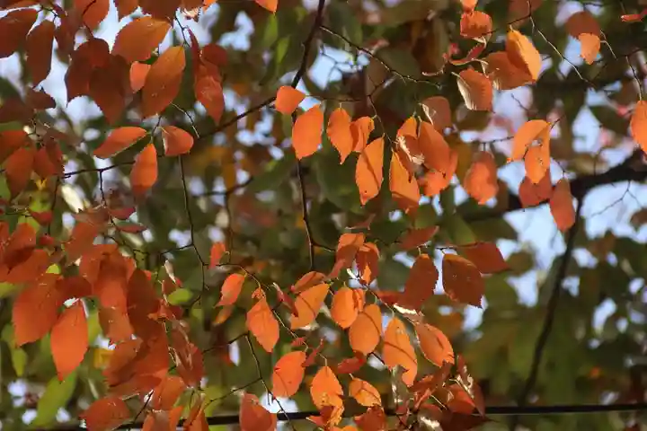 阿邪訶根神社の自然