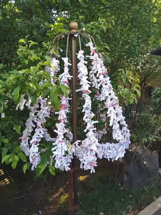 桜神宮のおみくじ