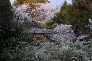 海龍王寺(奈良県)(2025年04月09日(水) 14時13分24秒投稿)