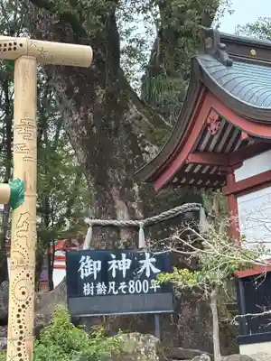 鹿児島神宮(鹿児島県)