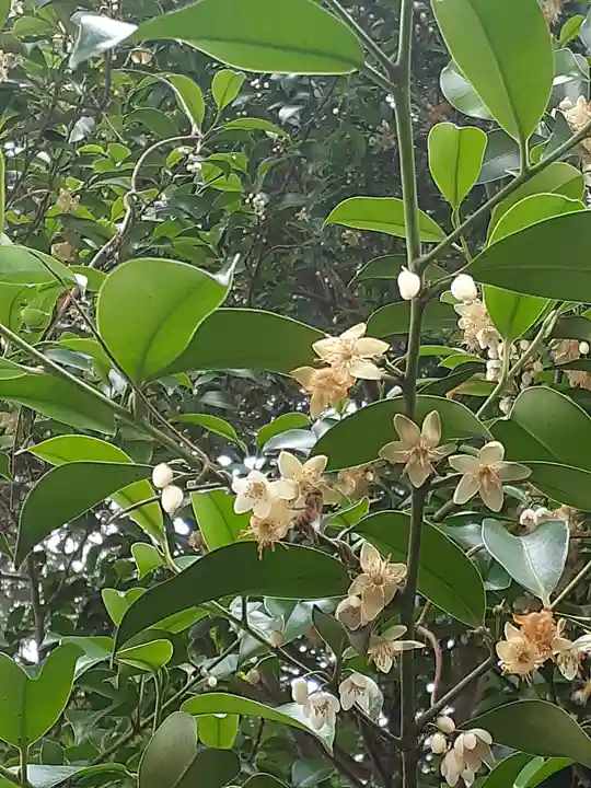 伏木香取神社の自然