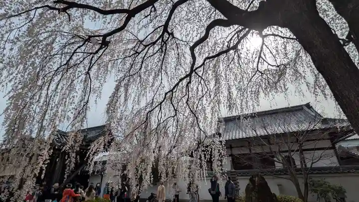 本満寺(本願満足寺)(京都府)