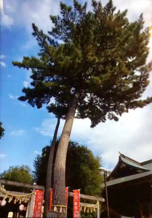 中野沼袋氷川神社(東京都)