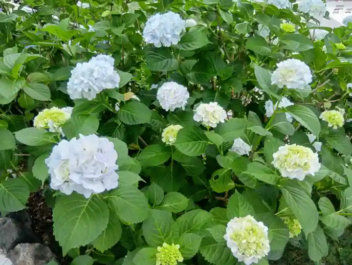 成田山名古屋別院大聖寺(犬山成田山)(愛知県)