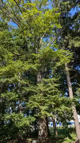 大麻神社の自然