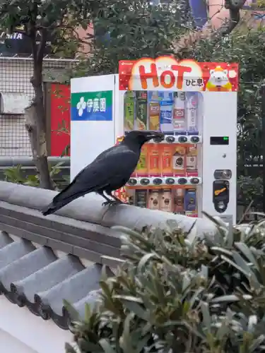 摩利支天 徳大寺(東京都)