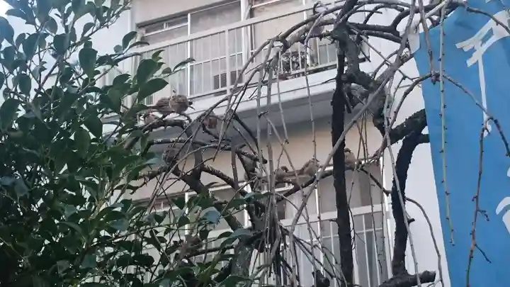 平河天満宮の動物